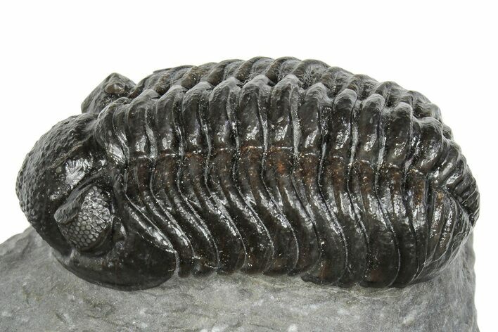 Phacopid (Adrisiops) Trilobite - Jbel Oudriss, Morocco #245290